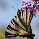 Scarce swallowtail