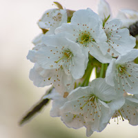 fiori di ciliegio di 