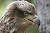 Closeup of a protected eagle in Cape St. Mary's Ecological Reserve, Avalon, Newfoundland.