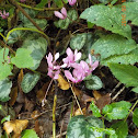 Cyclamen