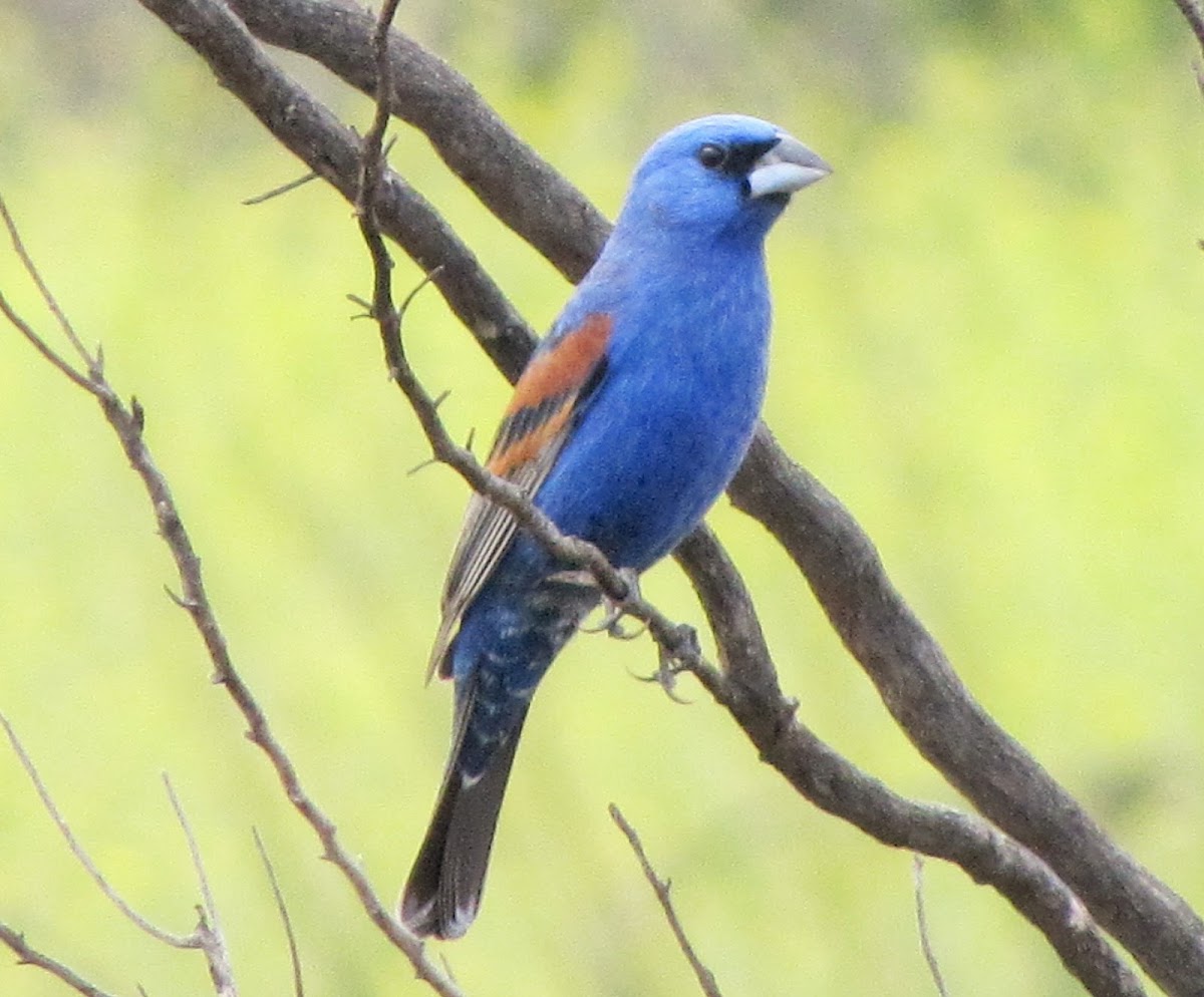 Blue Grosbeak