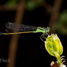 Forktail