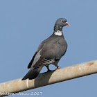 Woodpigeon; Paloma Torcaz