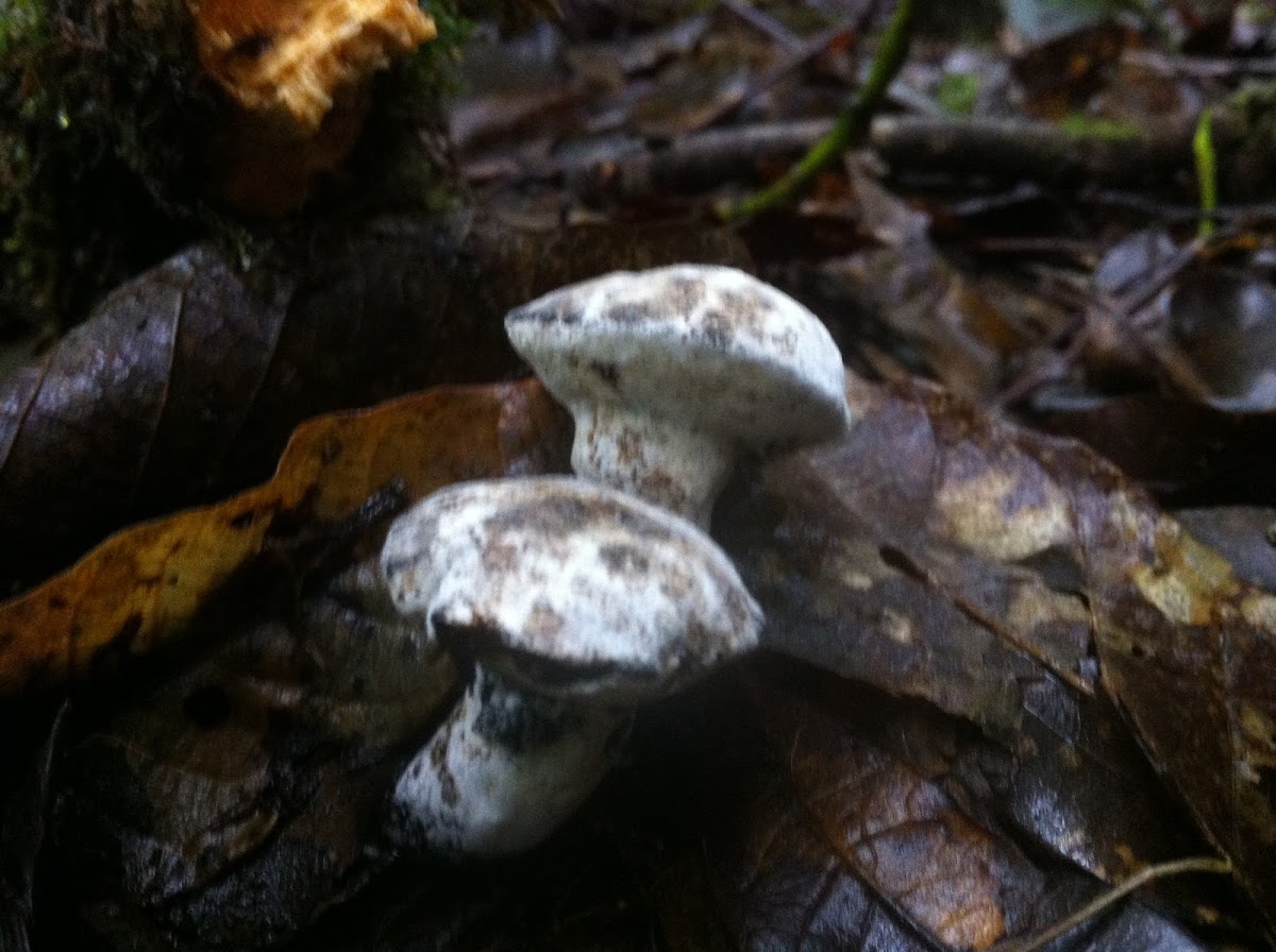 Saffron Bolete