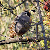 California Quail