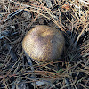 Bolete