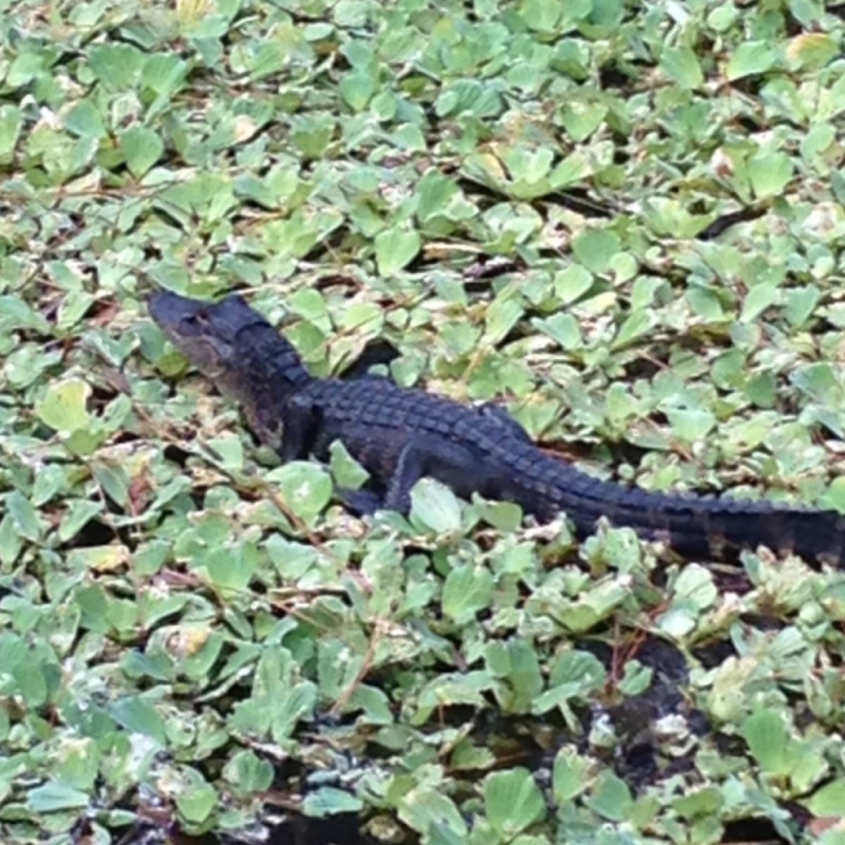 American alligator