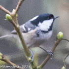 Coal Tit