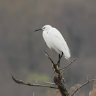 Little egret