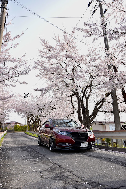 ヴェゼルのサクラと愛車・桜コラボ・写活・ドライブに関するカスタム事例の投稿画像2枚目