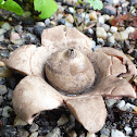 Collared earthstar