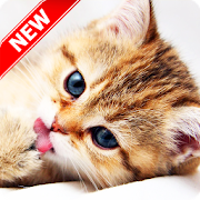 Kitten Wallpapers 1.9 Icon