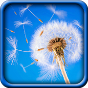 Dandelion Live Wallpaper  Icon