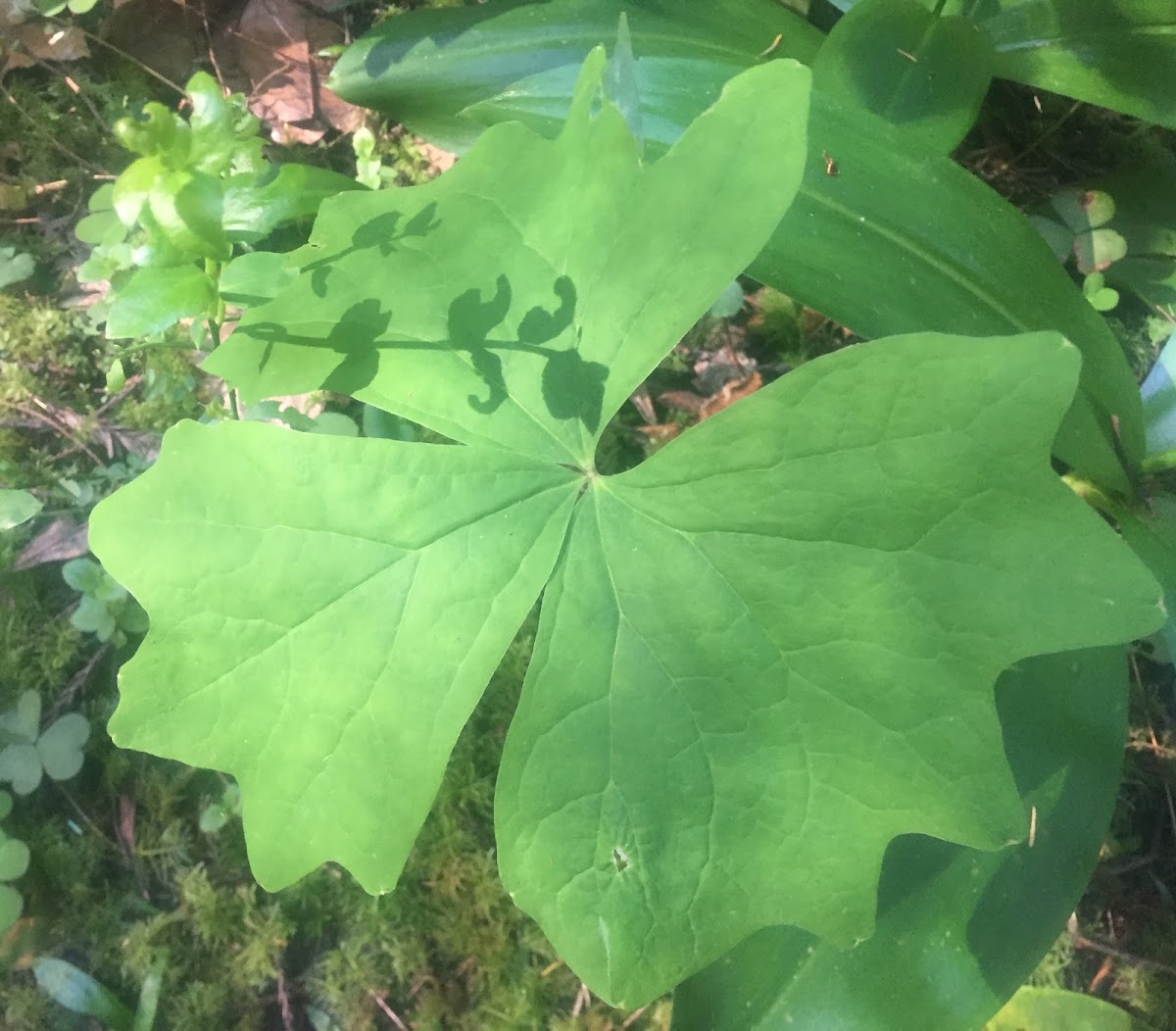 Vanilla Leaf