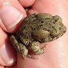 fowler's toad