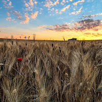 Un'alba di giugno... di 