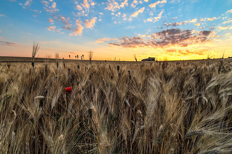 Un'alba di giugno... di prometeo