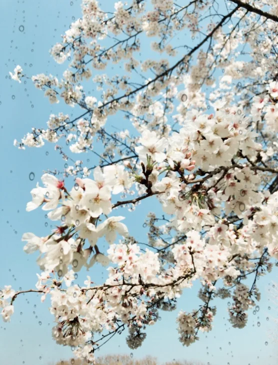 「雨桜-アマザクラ-」のメインビジュアル