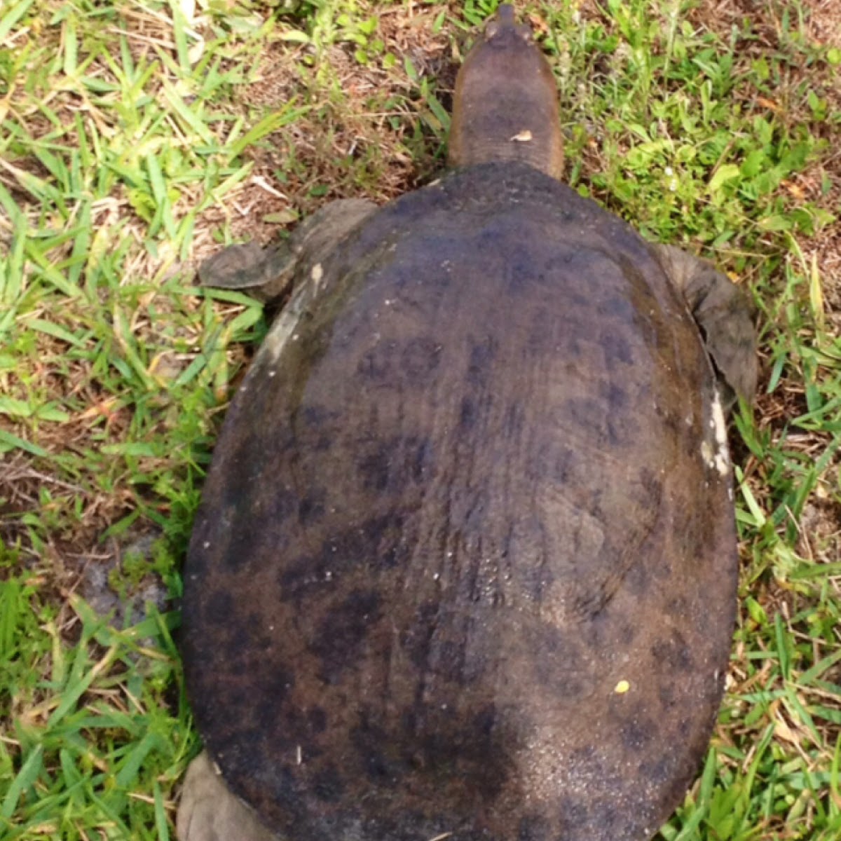 Florida Softshell Turtle