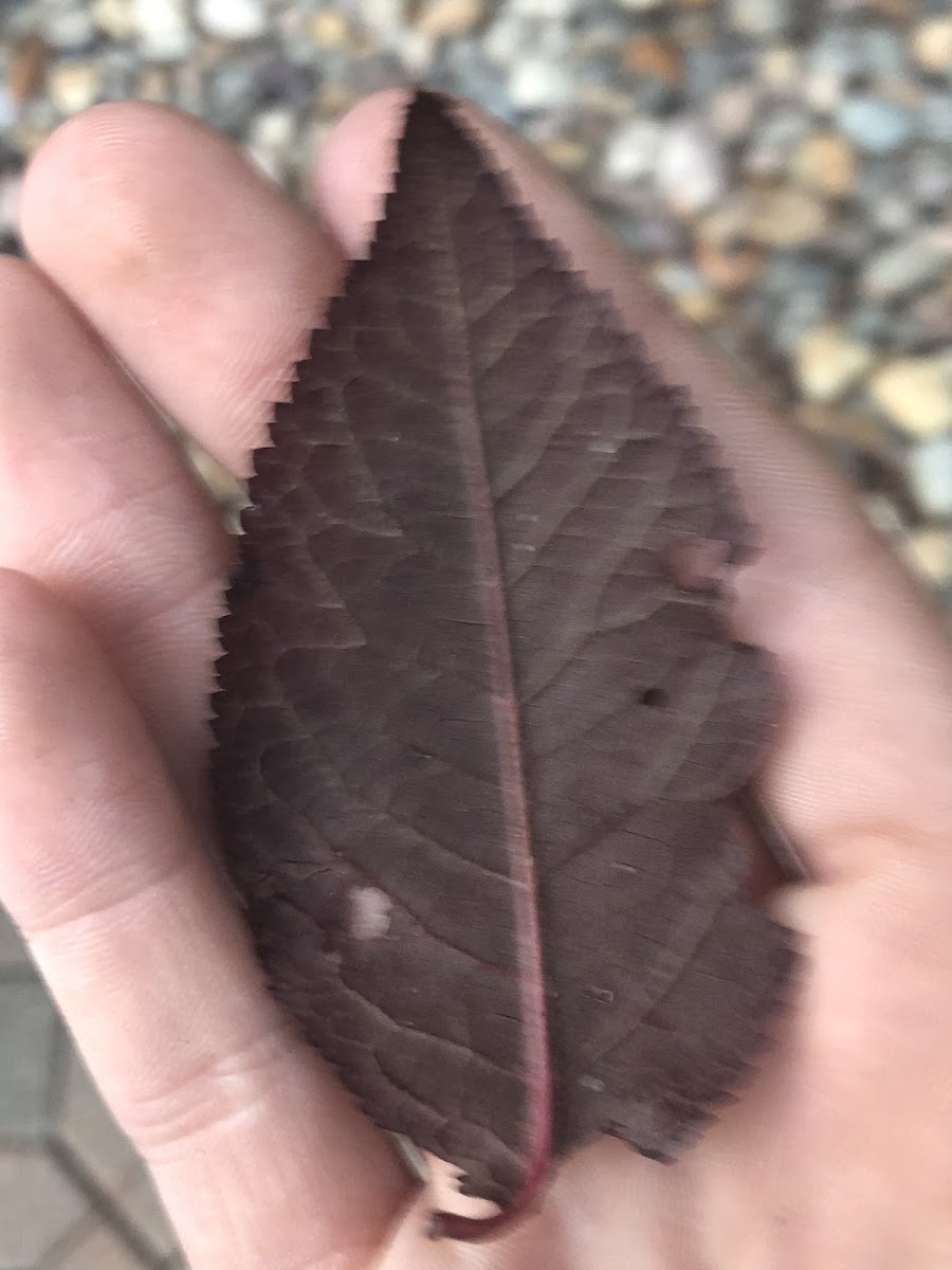 American Beech