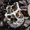 Smooth Cage Stinkhorn Fungus