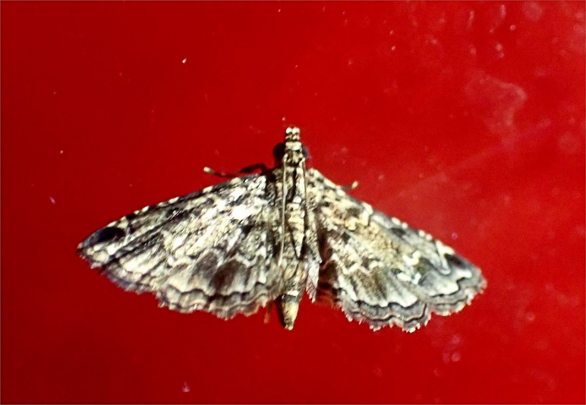 Crambid Snout Moth