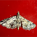 Crambid Snout Moth