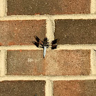 Common Whitetail Skimmer (dragonfly)