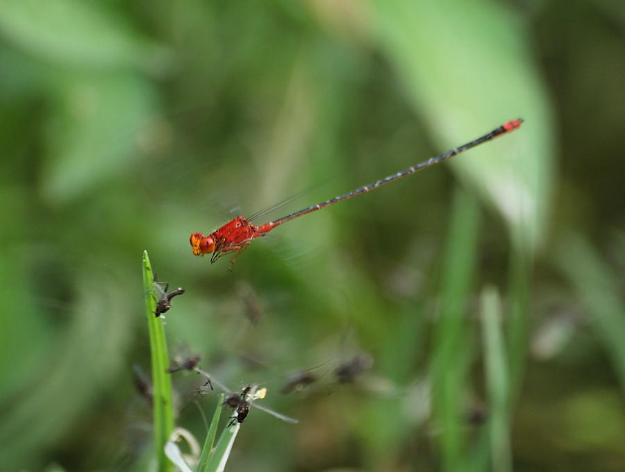 Pseudagrion pilidorsum ssp. declaratum