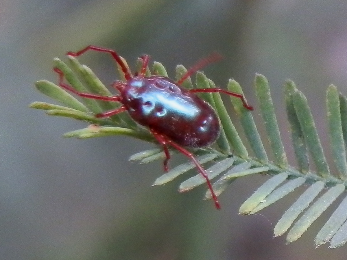 Rainbow Mite