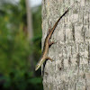 Common sun skink