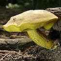 Ornate-stalked Bolete