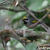 Golden-winged Warbler