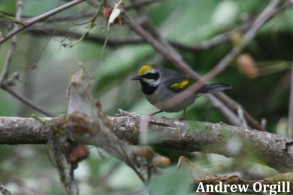 Golden-winged Warbler