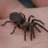 Philippine Dwarf Trantula