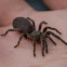 Philippine Dwarf Trantula