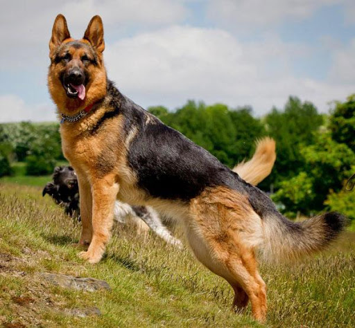 German Shepherd Live Wallpaper