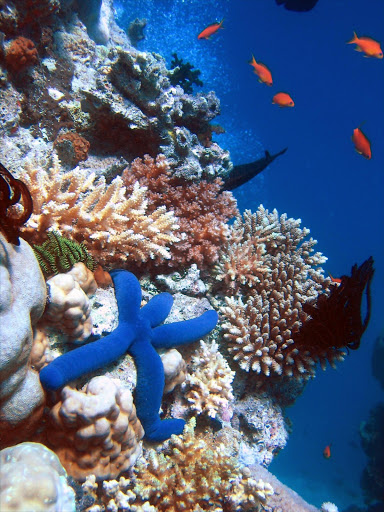 Blue Starfish (Linckia laevigata) resting on hard Acropora coral. File picture