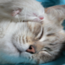 Sweet Kittens Chrome extension download