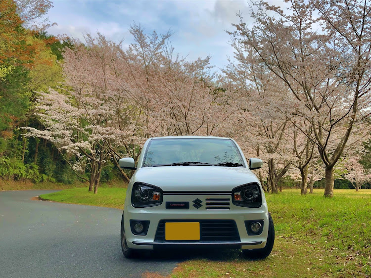 アルトワークスの桜とコラボ・桜と愛車・ドライブ・ピックアップ一度でも載ってみたい・もっと桜撮りたいに関するカスタム事例の投稿画像7枚目