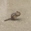 Chipmunk