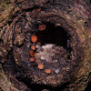 Micro Fungi in Tree Holes