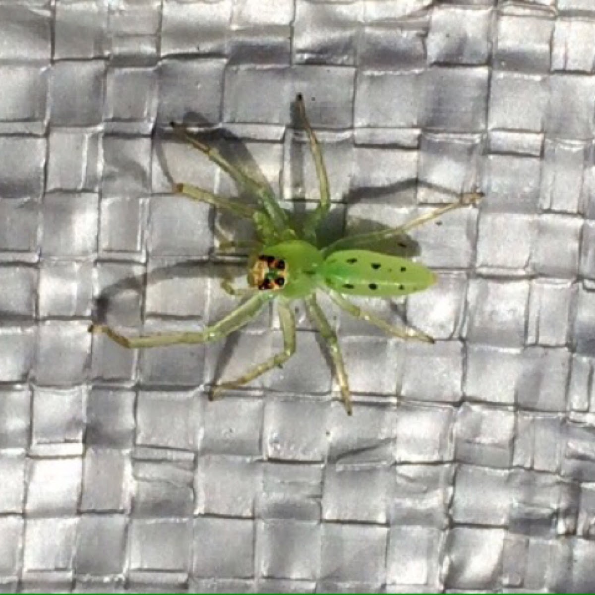 Magnolia Green Jumper