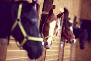 Horses - Stock image