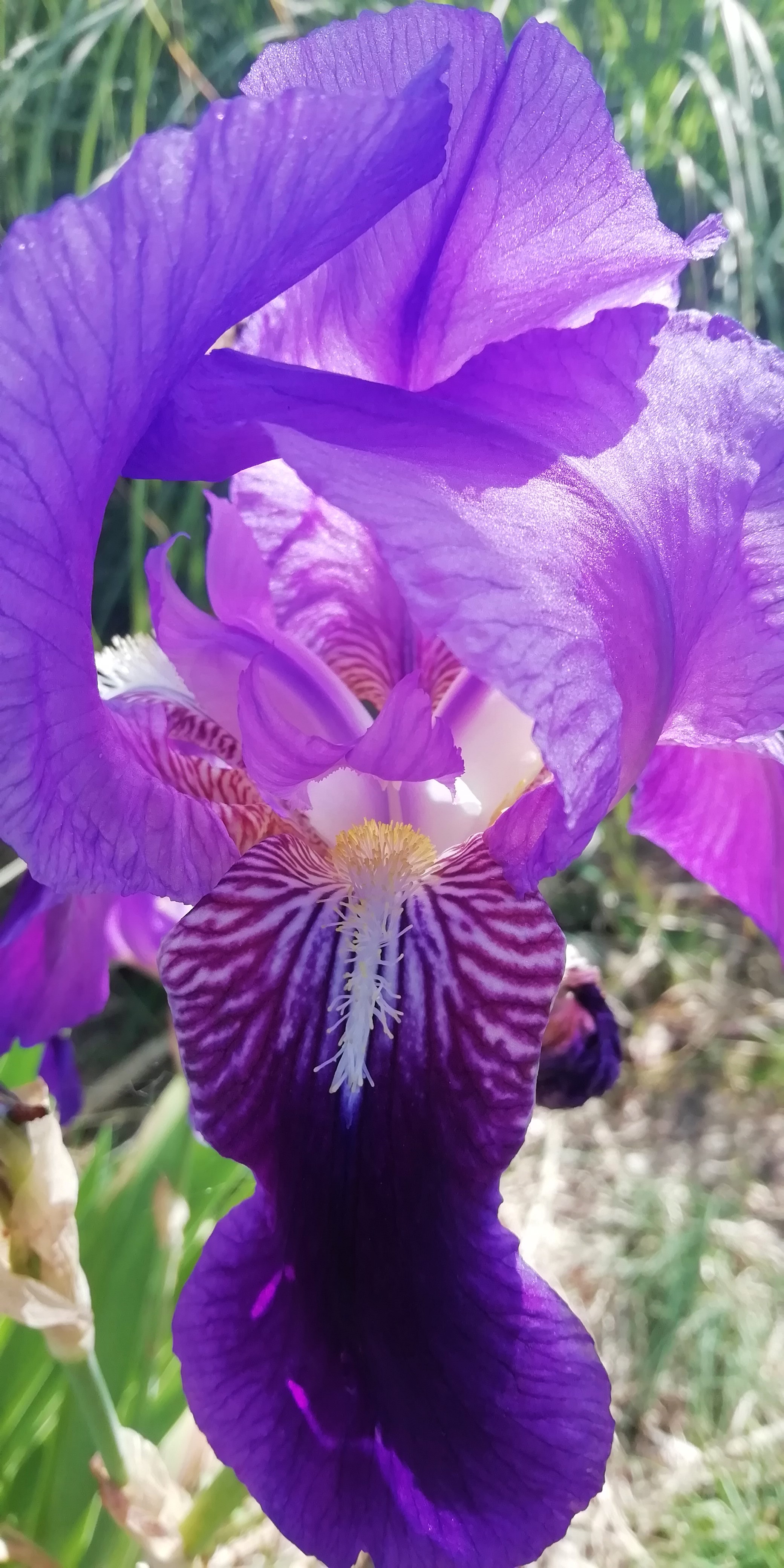 Nel mio giardino.... di Nikaele