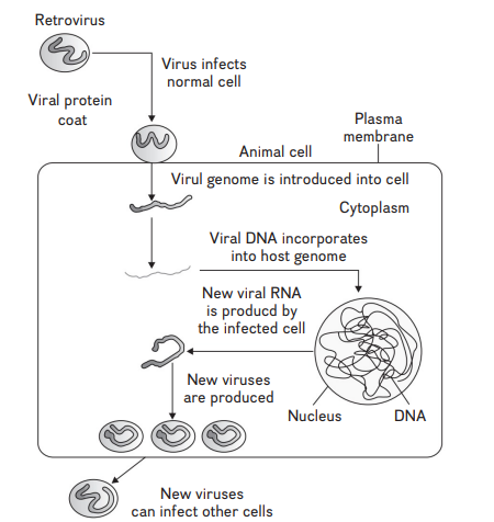 Disorders of Immune System