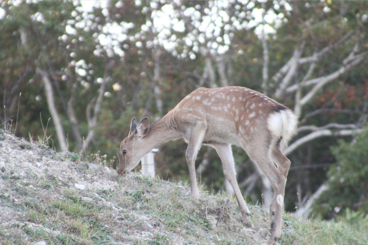 LSの北海道稚内市・over50c・稚内公園・防波堤ドーム・コロナが早く終息しますようにに関するカスタム事例の投稿画像6枚目