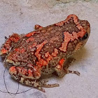 The Sri Lankan painted frog