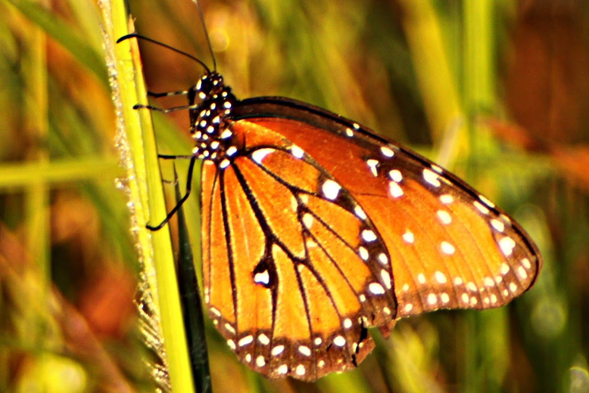 Queen Butterfly