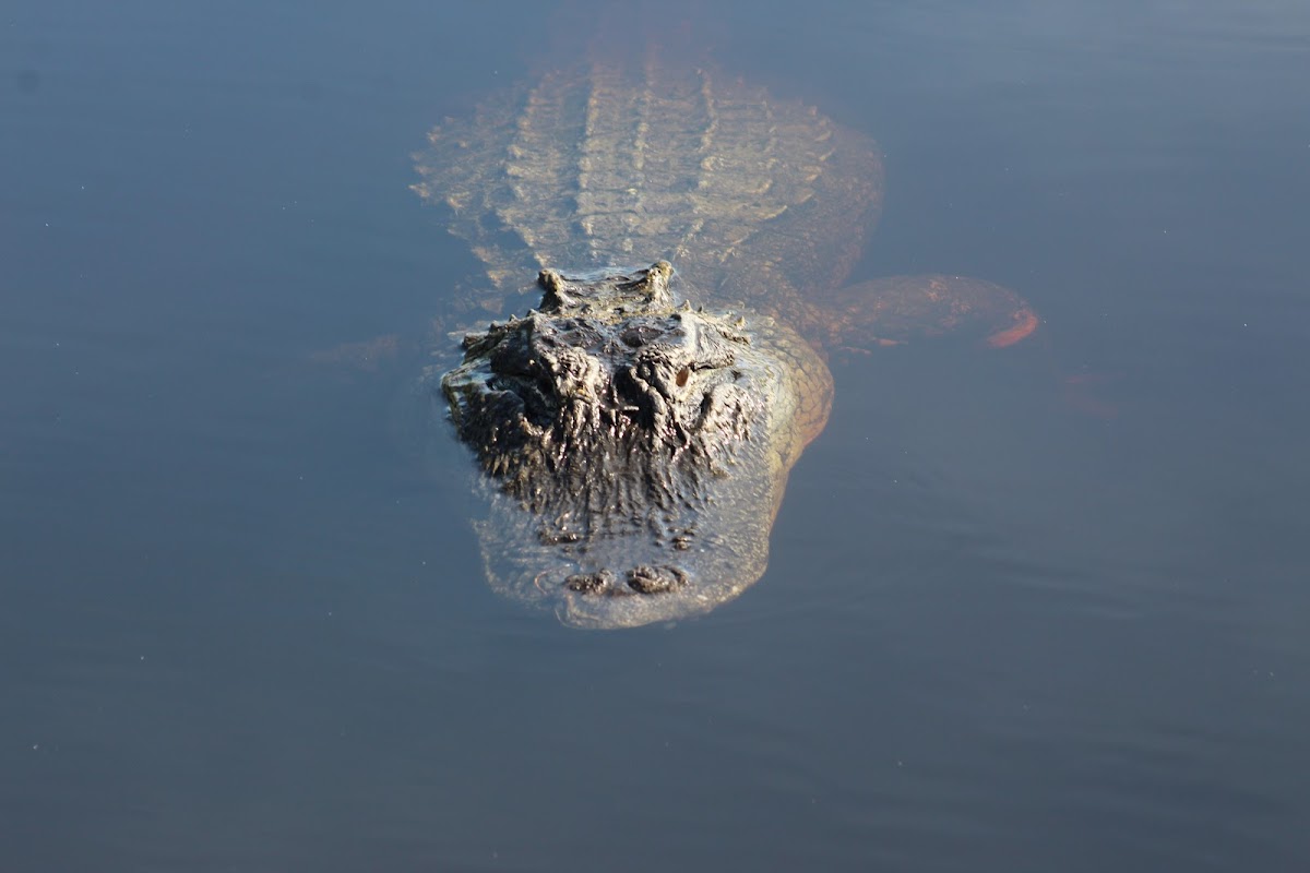 American Alligator